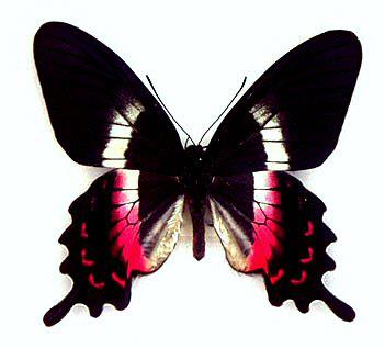 Parides ascanius Abb (Internet Image property of respective owner, non-commercial use only)
